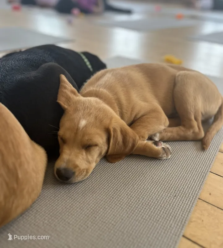 Raymond  – Labrador Retriever puppy for sale in Prince George, VA