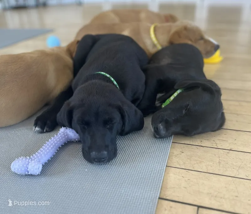 Thunder – Labrador Retriever puppy for sale in Prince George, VA