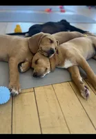 Buttercup, a female Labrador Retriever for sale in Prince George, VA – 2 of 4