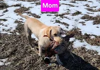 AKC Goldie, a female Labrador Retriever for sale in Prince George, VA – Photo 2 of 4