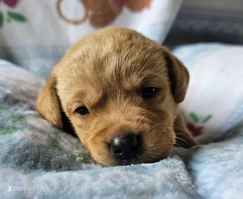 Goldie – Labrador Retriever puppy for sale in Prince George, VA