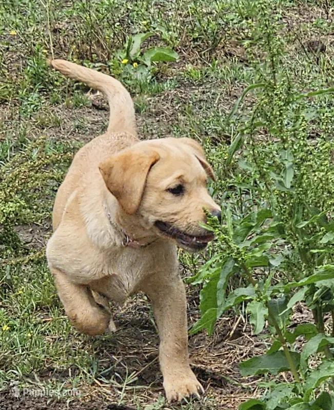 AKC Honey – Labrador Retriever puppy for sale in Prince George, VA