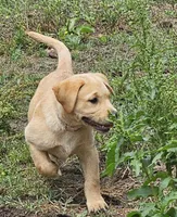 AKC Honey, a female Labrador Retriever for sale in Prince George, VA – 1 of 6