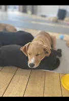 Buttercup, a female Labrador Retriever for sale in Prince George, VA – 1 of 4