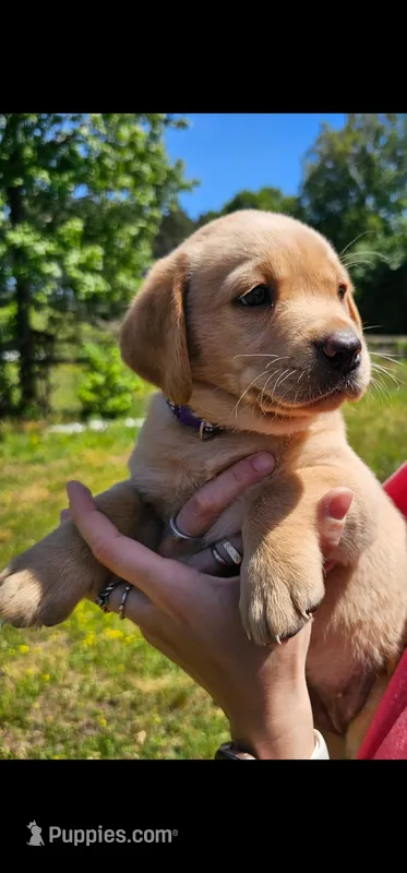 AKC Peaches – Labrador Retriever puppy for sale in Prince George, VA