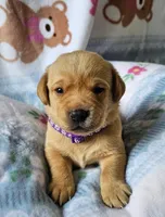 AKC Peaches, a female Labrador Retriever for sale in Prince George, VA – Photo 1 of 4