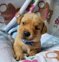 AKC Drake, a male Labrador Retriever for sale in Prince George, VA – Photo 1 of 5