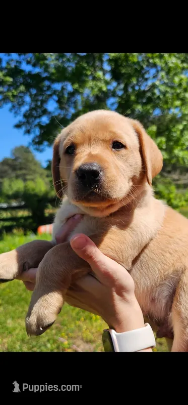 AKC Drake – Labrador Retriever puppy for sale in Prince George, VA
