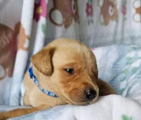 AKC Drake, a male Labrador Retriever for sale in Prince George, VA – Photo 2 of 5