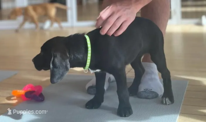 Thunder – Labrador Retriever puppy for sale in Prince George, VA