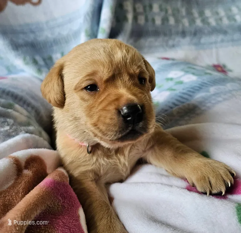Honey – Labrador Retriever puppy for sale in Prince George, VA