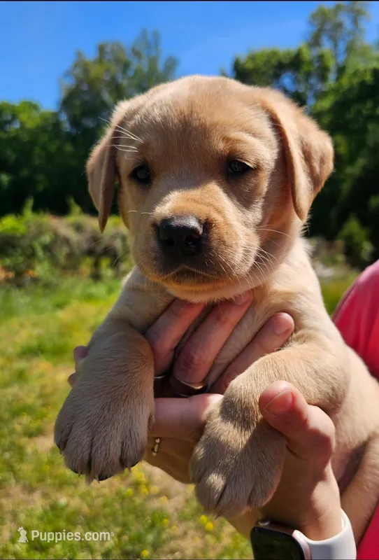 AKC Honey – Labrador Retriever puppy for sale in Prince George, VA