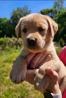AKC Honey, a female Labrador Retriever for sale in Prince George, VA – 2 of 6