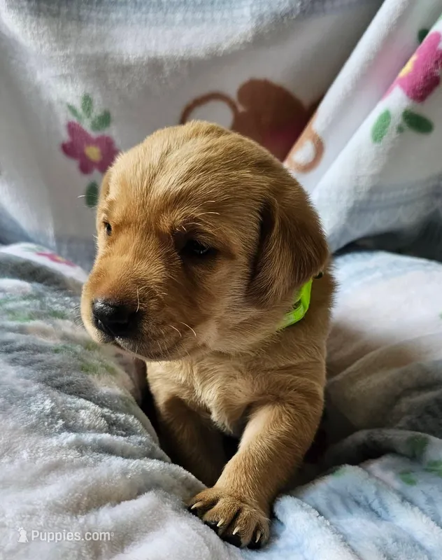 Boone – Labrador Retriever puppy for sale in Prince George, VA
