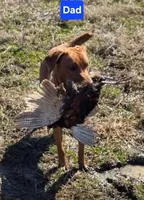 AKC Boone, a male Labrador Retriever for sale in Prince George, VA – Photo 3 of 4