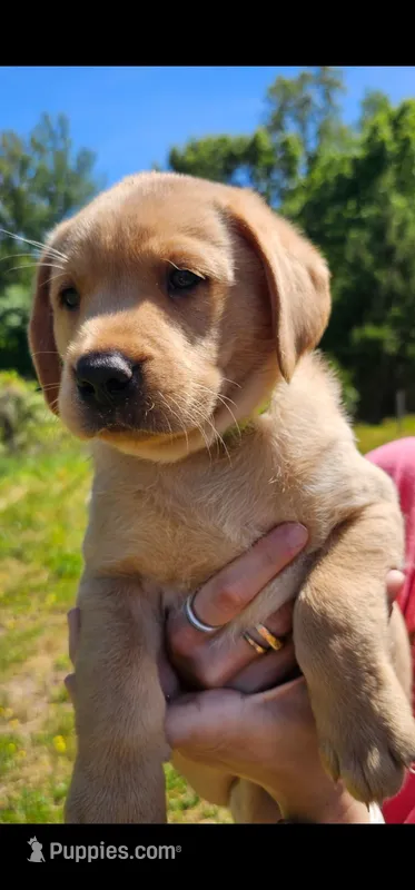 AKC Boone – Labrador Retriever puppy for sale in Prince George, VA