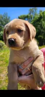 AKC Boone, a male Labrador Retriever for sale in Prince George, VA – 2 of 6