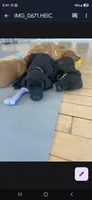 Lightning, a female Labrador Retriever for sale in Prince George, VA – 2 of 2