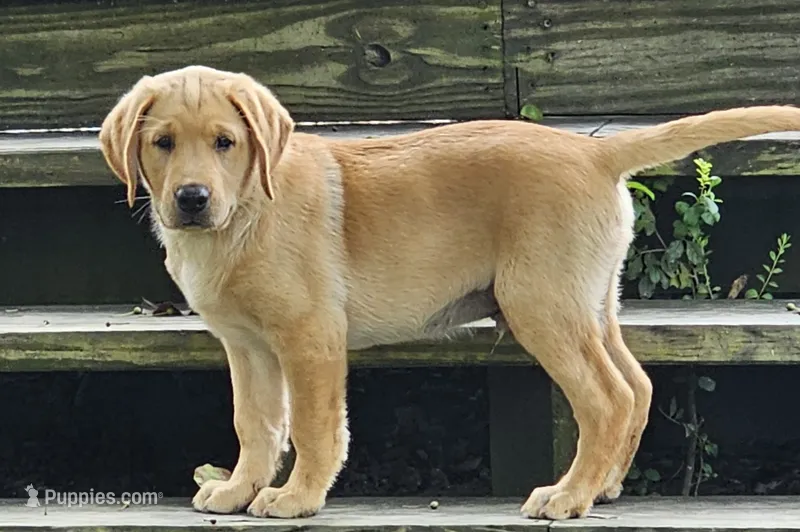 AKC Boone – Labrador Retriever puppy for sale in Prince George, VA