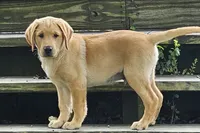 AKC Boone, a male Labrador Retriever for sale in Prince George, VA – 1 of 6