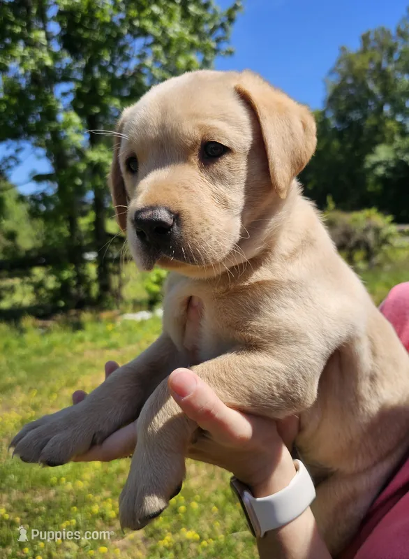 AKC Ranger – Labrador Retriever puppy for sale in Prince George, VA