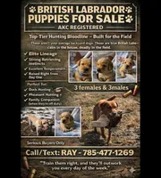 AKC Ranger, a male Labrador Retriever for sale in Prince George, VA – Photo 4 of 4