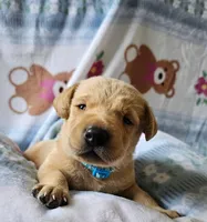 AKC Ranger, a male Labrador Retriever for sale in Prince George, VA – Photo 1 of 4