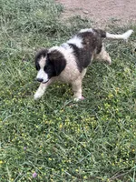 Jacob, a male Karakachan for sale in Annapolis, MO – 2 of 2