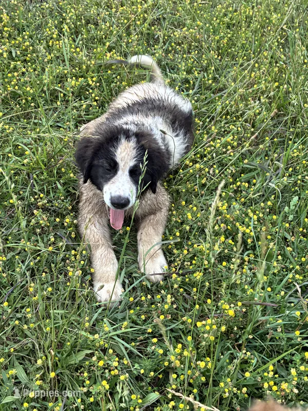 Jacob – Karakachan puppy for sale in Annapolis, MO