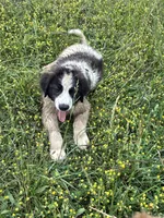 Jacob, a male Karakachan for sale in Annapolis, MO – 1 of 2
