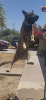 Sinicka , a male Belgian Malinois for sale in Phoenix, AZ – 5 of 10