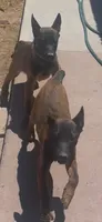 Sinicka , a male Belgian Malinois for sale in Phoenix, AZ – 4 of 10