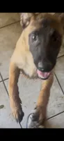 Luna , a female Belgian Malinois for sale in Phoenix, AZ – 6 of 10