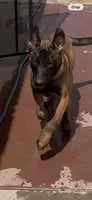 Sinicka , a male Belgian Malinois for sale in Phoenix, AZ – 2 of 10