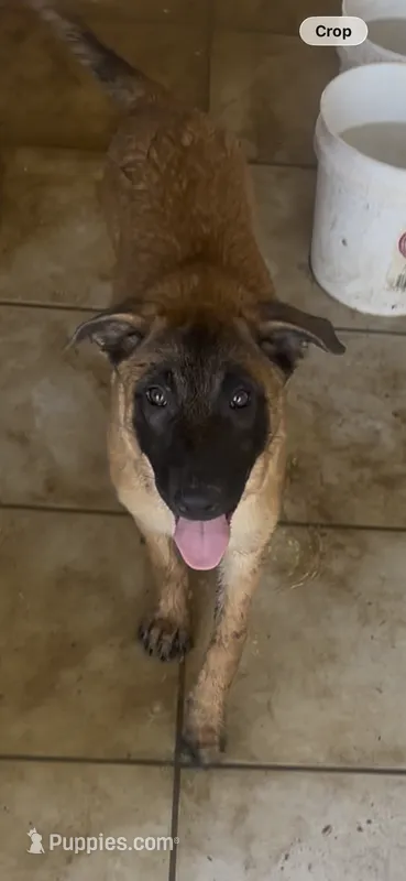 Luna  – Belgian Malinois puppy for sale in Phoenix, AZ