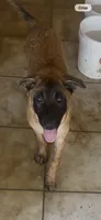 Luna , a female Belgian Malinois for sale in Phoenix, AZ – 1 of 10