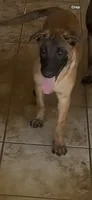 Luna , a female Belgian Malinois for sale in Phoenix, AZ – 2 of 10