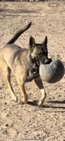 Luna , a female Belgian Malinois for sale in Phoenix, AZ – 8 of 10