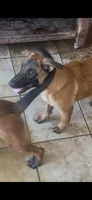 Luna , a female Belgian Malinois for sale in Phoenix, AZ – 3 of 10