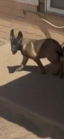 Sinicka , a male Belgian Malinois for sale in Phoenix, AZ – 7 of 10