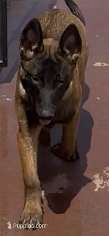 Sinicka  – Belgian Malinois puppy for sale in Phoenix, AZ