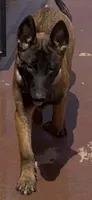 Sinicka , a male Belgian Malinois for sale in Phoenix, AZ – 1 of 10