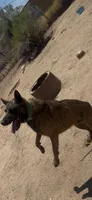 Luna , a female Belgian Malinois for sale in Phoenix, AZ – 9 of 10