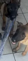 Luna , a female Belgian Malinois for sale in Phoenix, AZ – 7 of 10