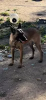 Luna , a female Belgian Malinois for sale in Phoenix, AZ – 10 of 10