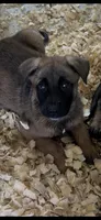 Spartan, a male Belgian Malinois for sale in Phoenix, AZ – Photo 6 of 9