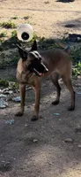 Spartan, a male Belgian Malinois for sale in Phoenix, AZ – Photo 7 of 9