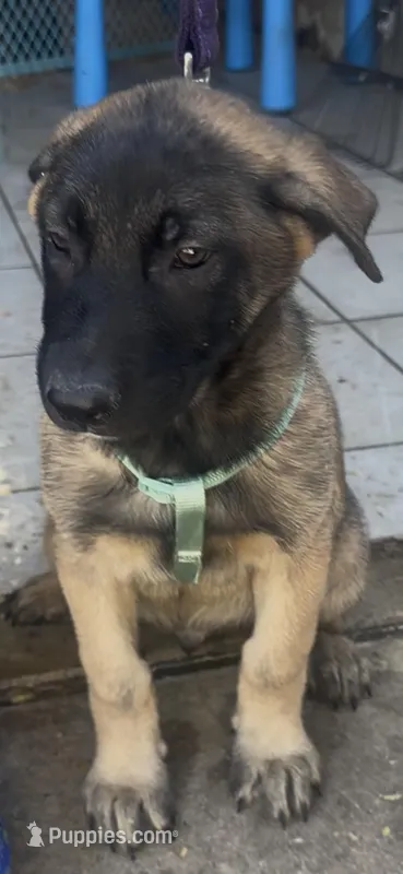 Spartan – Belgian Malinois puppy for sale in Phoenix, AZ