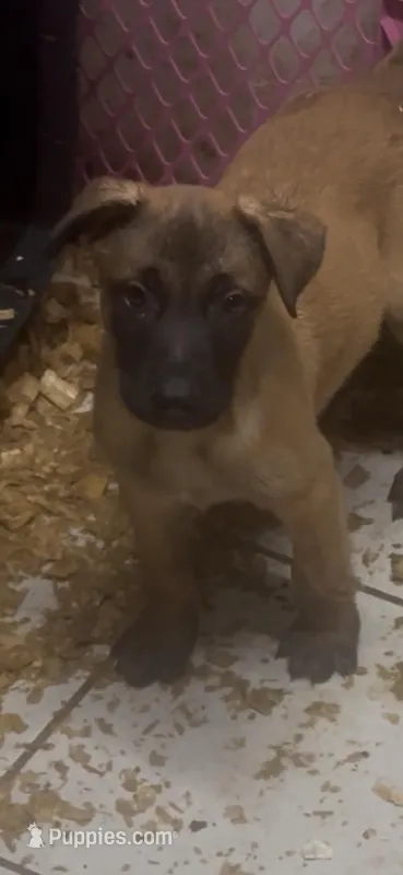 Blade  – Belgian Malinois puppy for sale in Phoenix, AZ