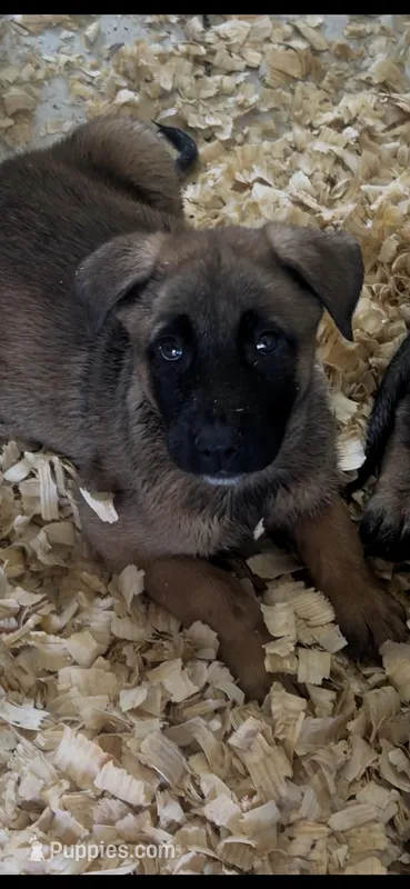 Spartan – Belgian Malinois puppy for sale in Phoenix, AZ